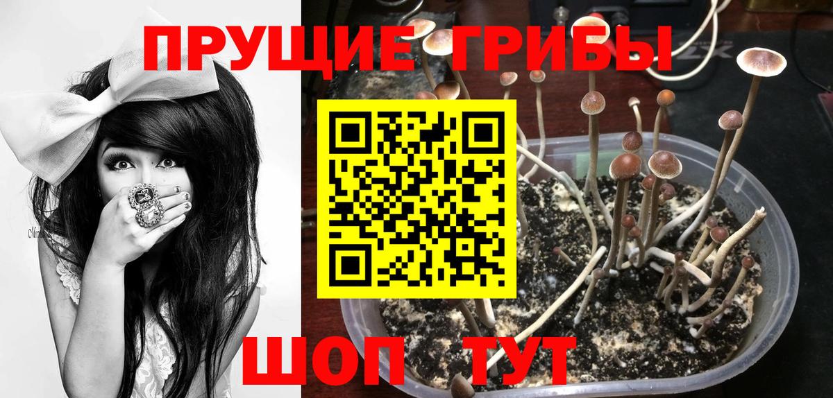 Знаменск  Псилоцибиновые грибы ЛСД  Вход с VPN  Псилоцибиновые грибы Magic Shrooms 
